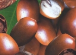 Shea Butter
