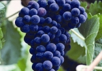 Grape Seed Oil